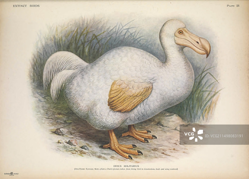 罗德里格斯渡渡鸟插图图片素材