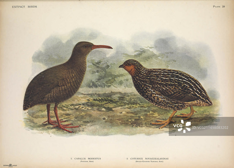 已灭绝鸟类插图图片素材