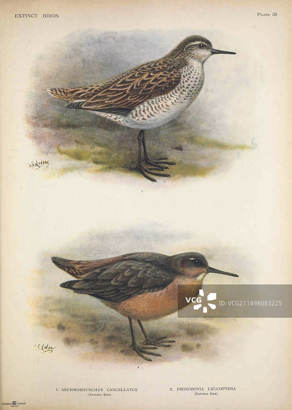 圣诞节矶鹬和塔希提矶鹬插画图片素材