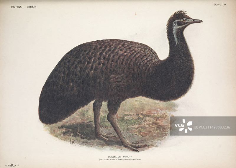 国王岛鸸鹋插图图片素材