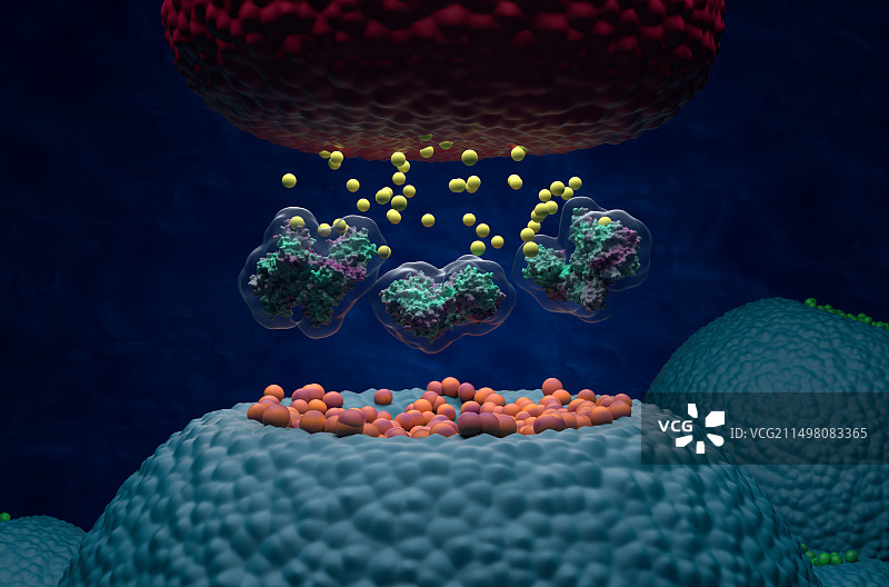 神经元中的肉毒杆菌毒素（图示）图片素材