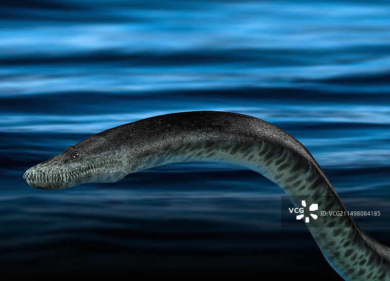 尼斯湖水怪插图图片素材