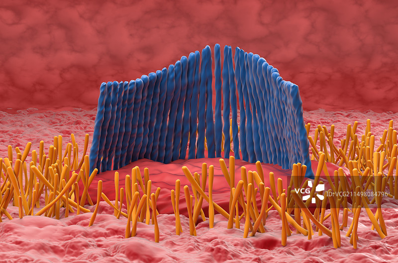 内耳毛细胞示意图图片素材
