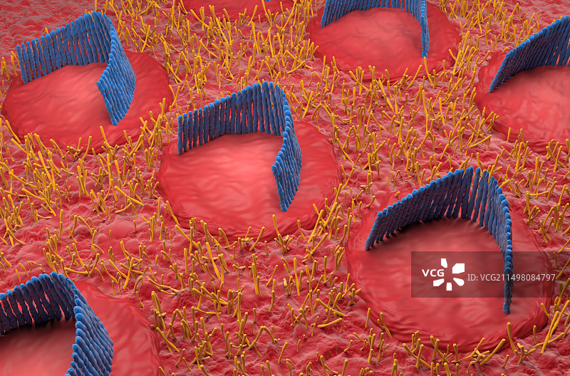 内耳毛细胞示意图图片素材