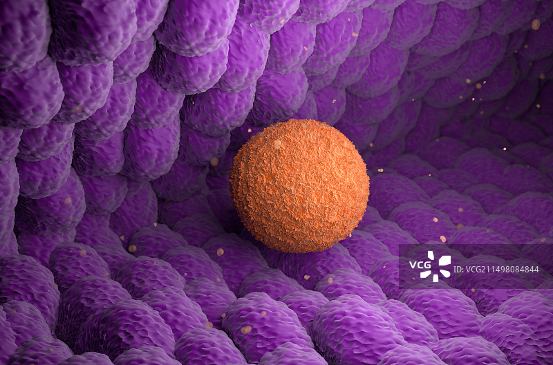 输卵管中的卵子，插图图片素材