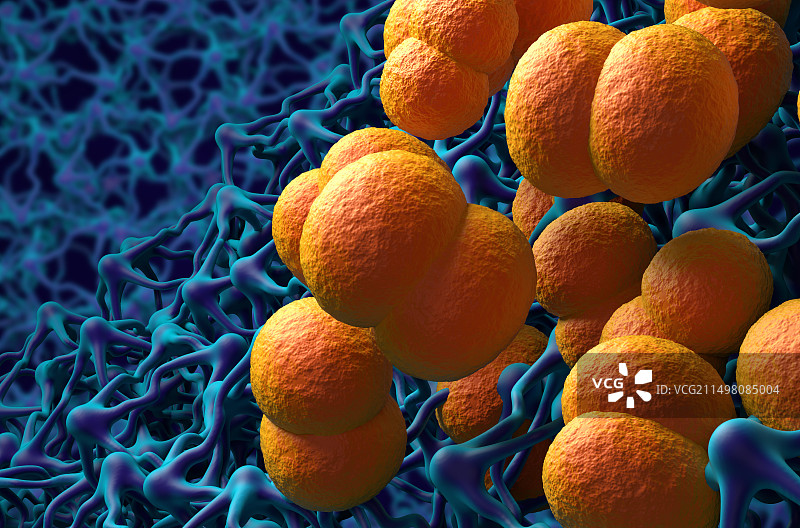 脑膜炎细菌图示图片素材