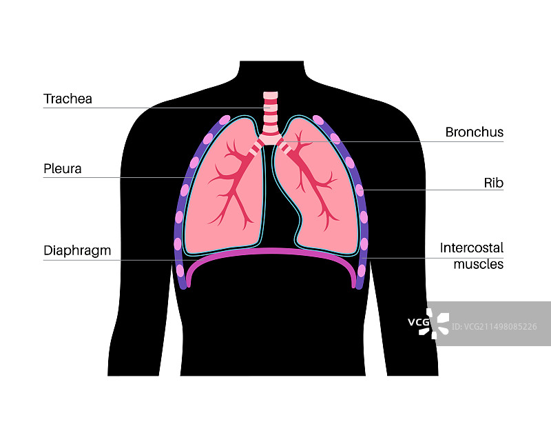 呼吸系统解剖结构图图片素材