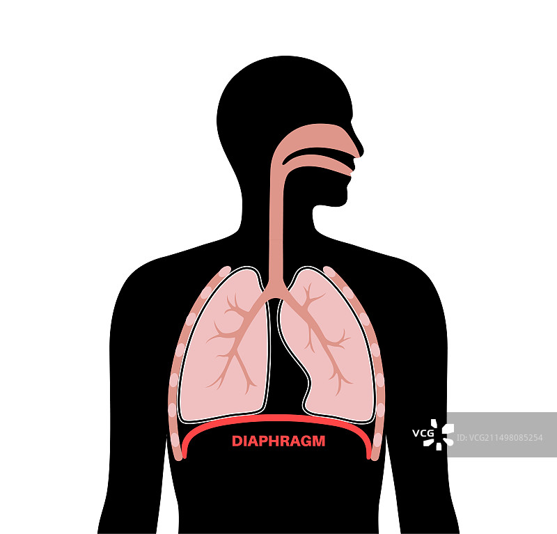隔膜解剖结构图图片素材