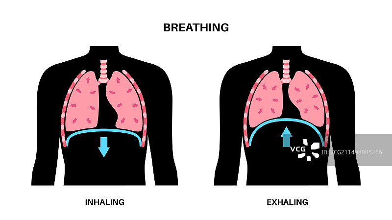 呼吸过程示意图图片素材