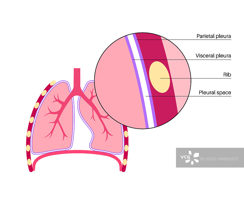 胸膜解剖结构图图片素材