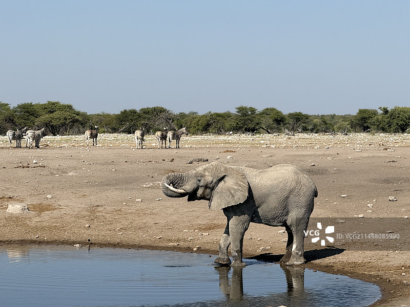 非洲纳米比亚埃托沙国家公园野生动物图片素材