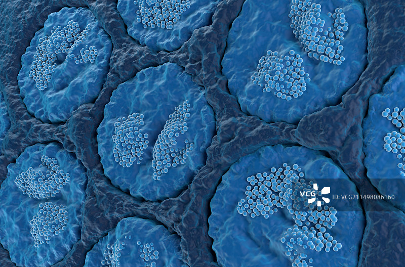 舌下唾液腺插图图片素材