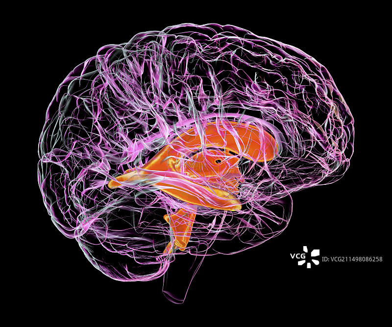 儿童大脑的脑室系统，图示图片素材