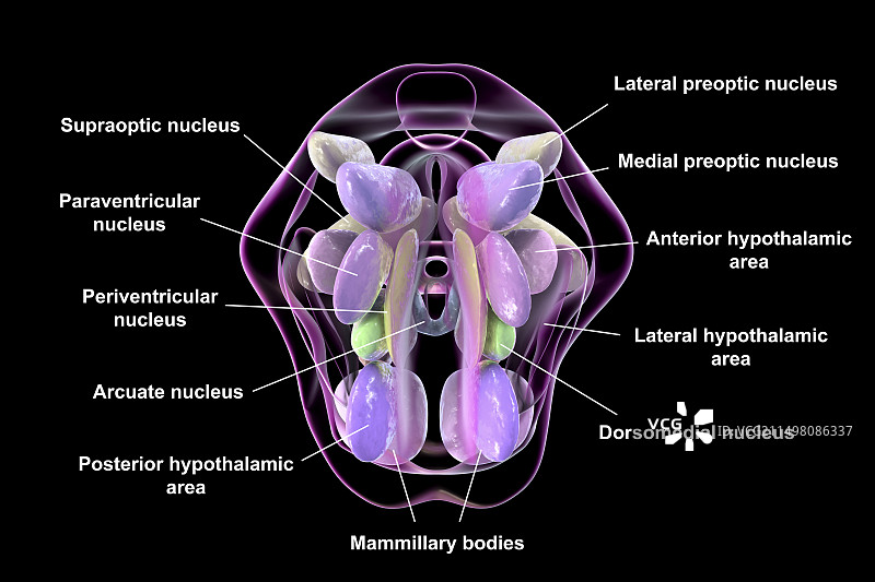 下丘脑核团图示图片素材