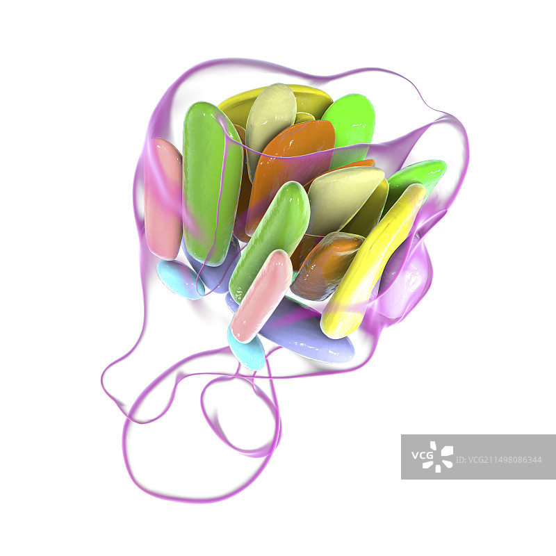 下丘脑核团图示图片素材