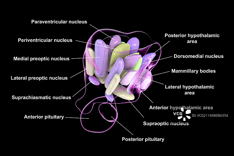 下丘脑核团图示图片素材
