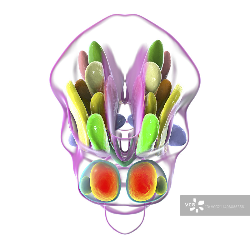 下丘脑核团图示图片素材