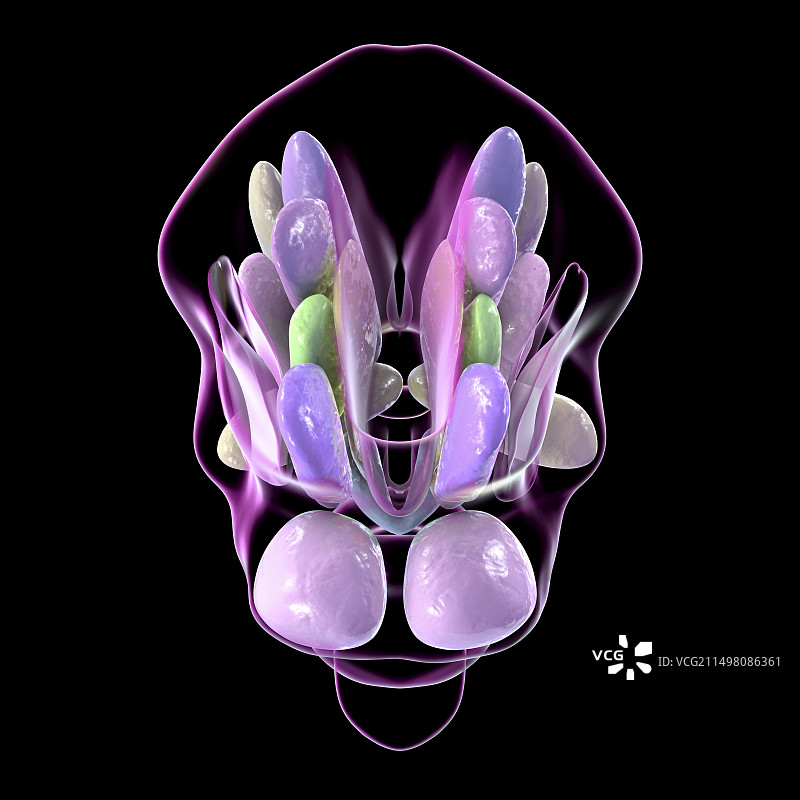 下丘脑核团图示图片素材