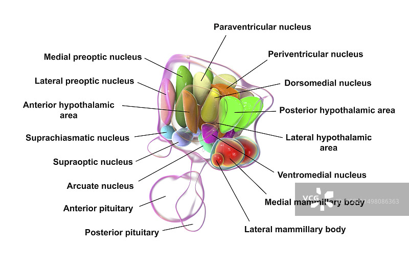 下丘脑核团图示图片素材