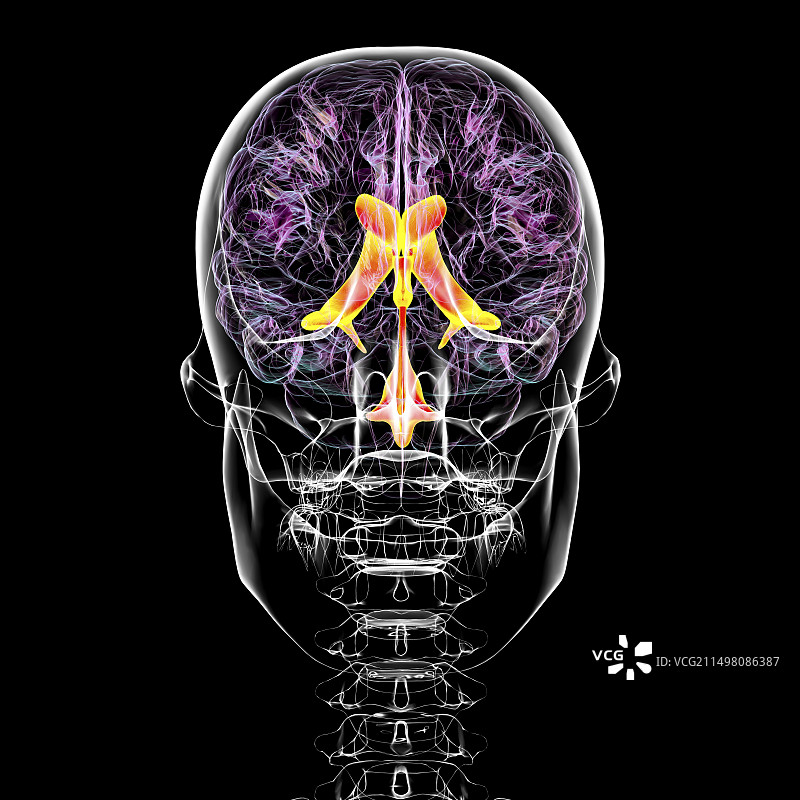 脑室系统图示图片素材