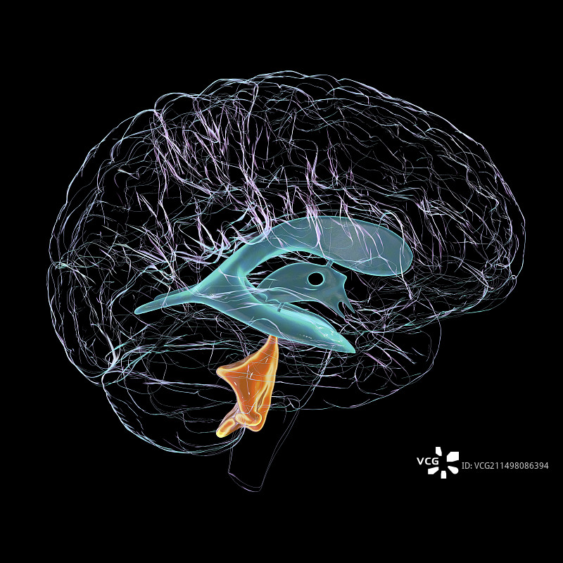 脑室第四脑室放大图图片素材