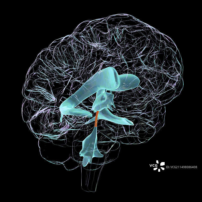 脑导水管图示图片素材