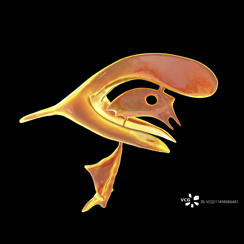 脑室系统图示图片素材