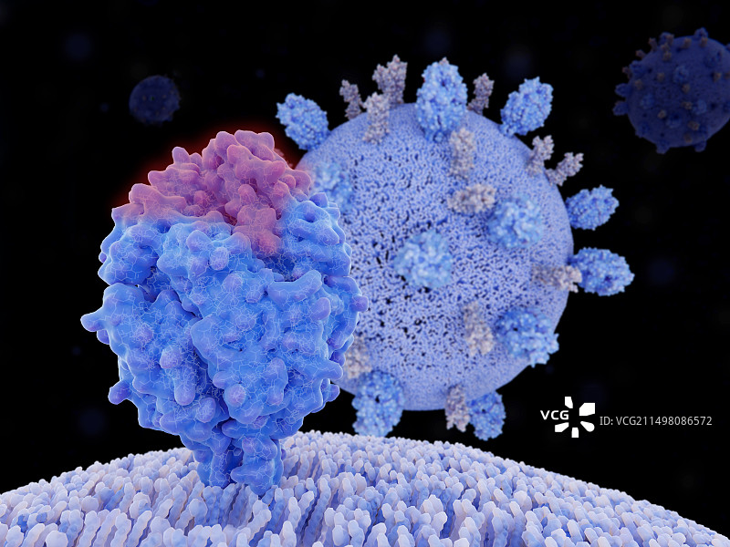 呼吸道合胞病毒插画。图片素材