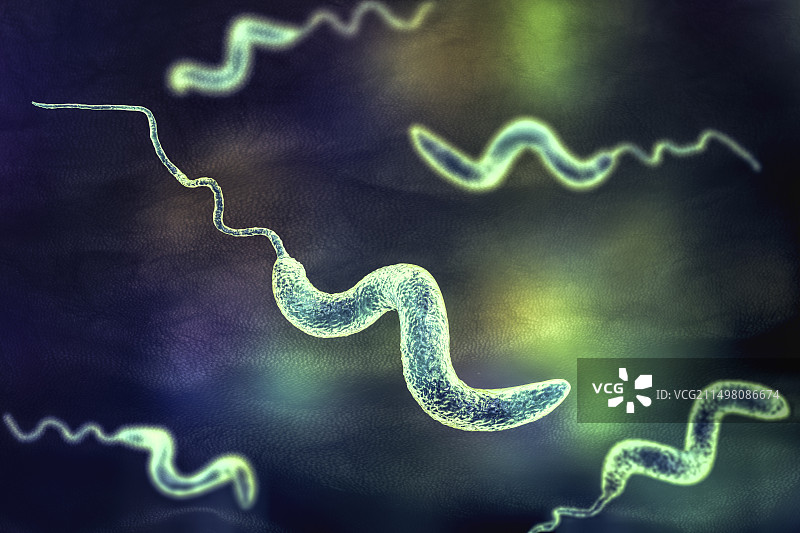 弯曲杆菌细菌插图图片素材