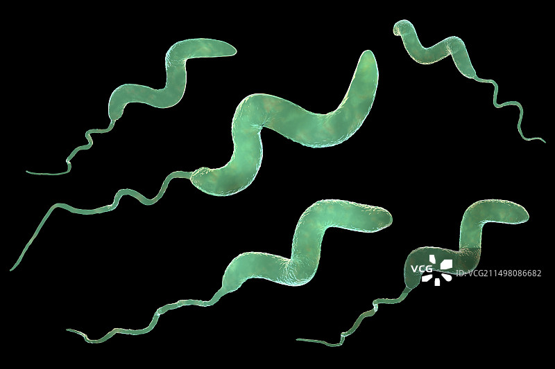 弯曲杆菌细菌插图图片素材