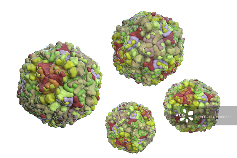埃可病毒，图示图片素材