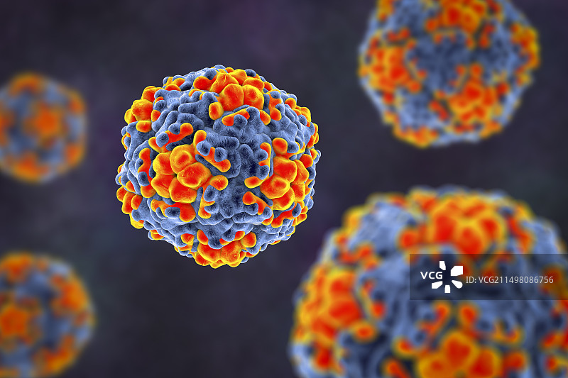 埃可病毒，图示图片素材