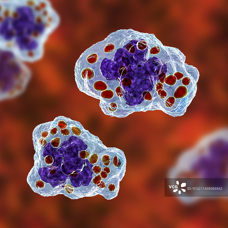 巨噬细胞中的荚膜组织胞浆菌图片素材