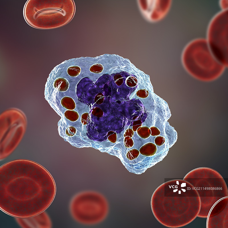 巨噬细胞中的荚膜组织胞浆菌图片素材