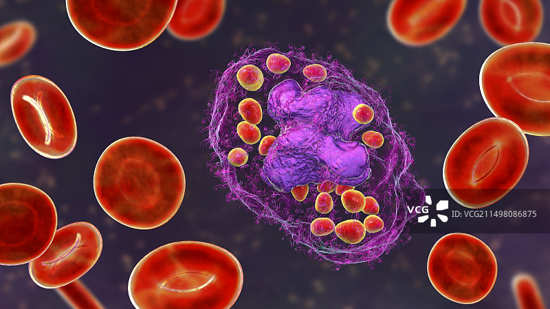 巨噬细胞中的荚膜组织胞浆菌图片素材