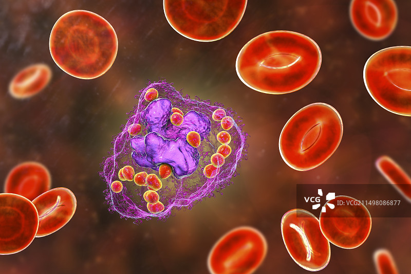 巨噬细胞中的荚膜组织胞浆菌图片素材