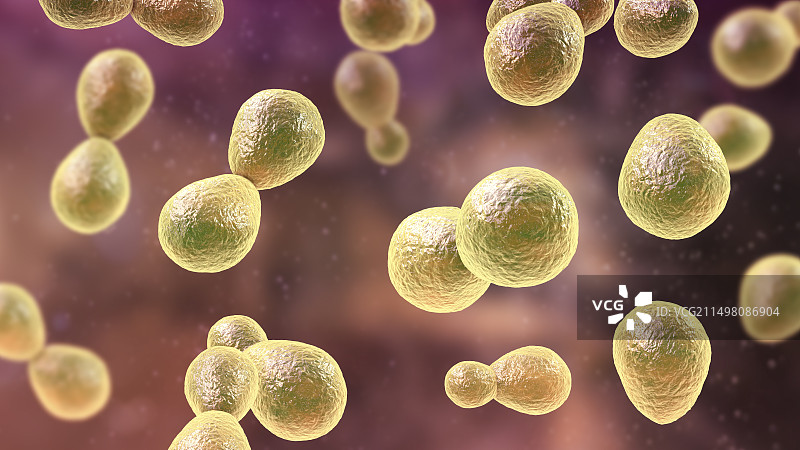 荚膜组织胞浆菌图示图片素材