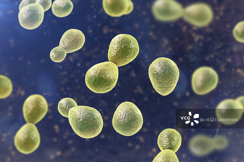 荚膜组织胞浆菌图示图片素材