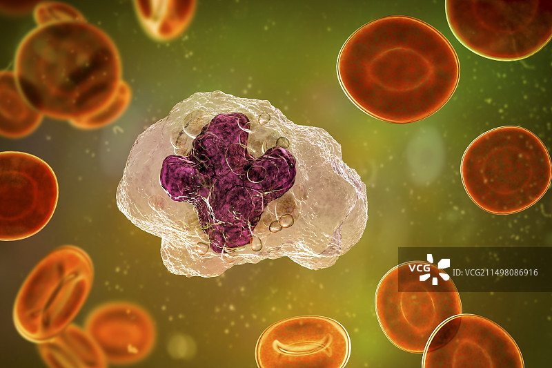 巨噬细胞插图图片素材