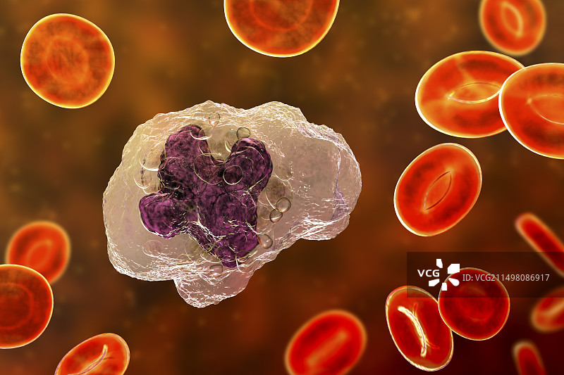 巨噬细胞插图图片素材