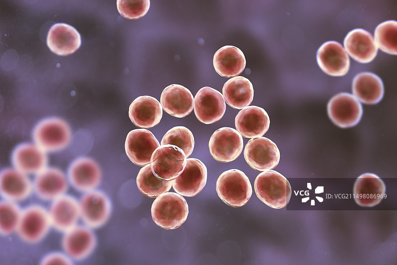 葡萄球菌细菌图图片素材