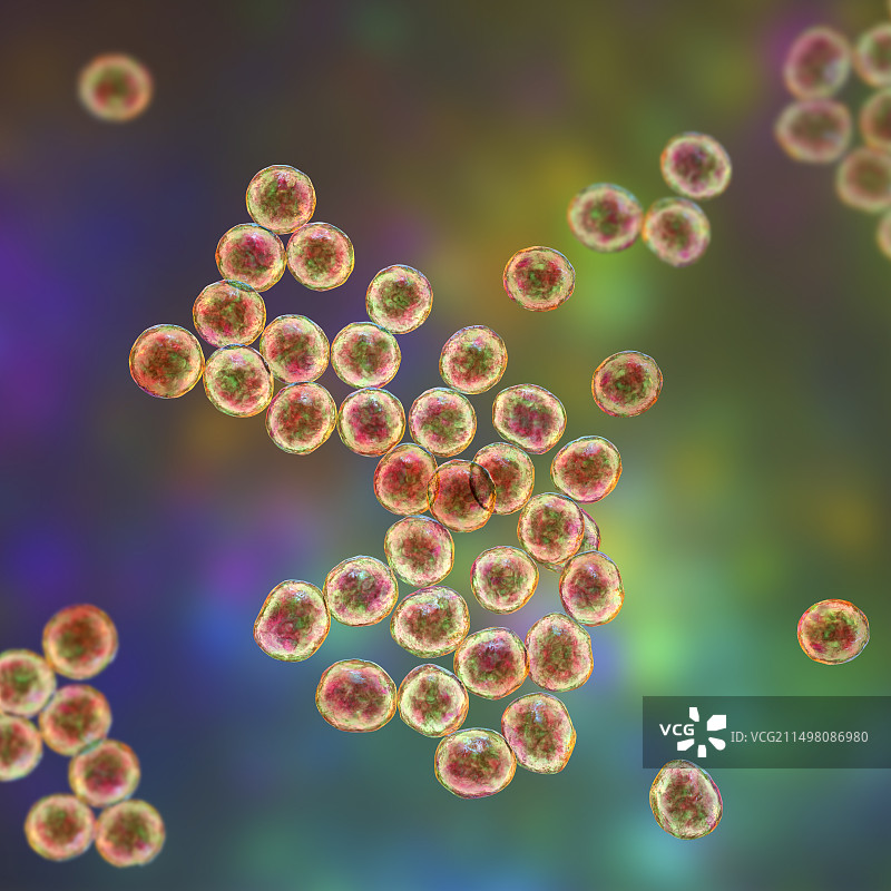 葡萄球菌细菌图图片素材