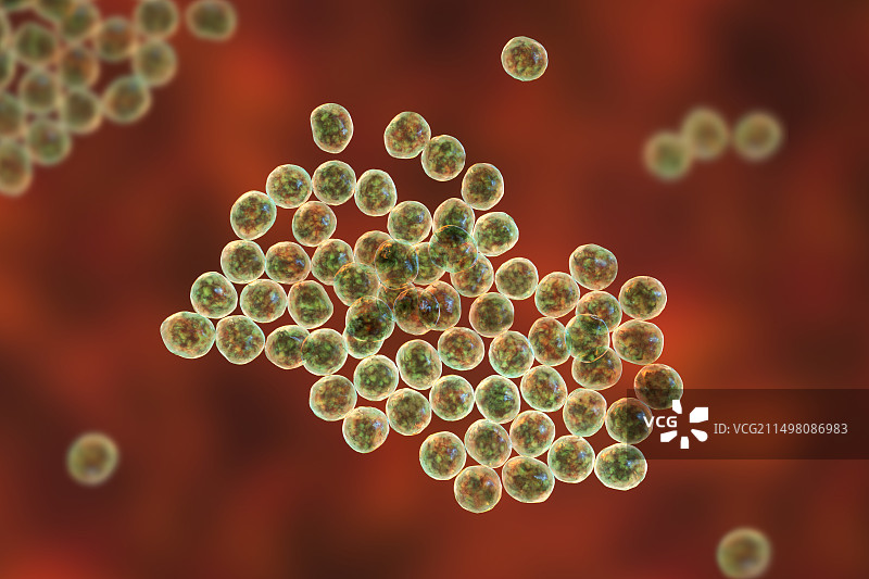 葡萄球菌细菌图图片素材