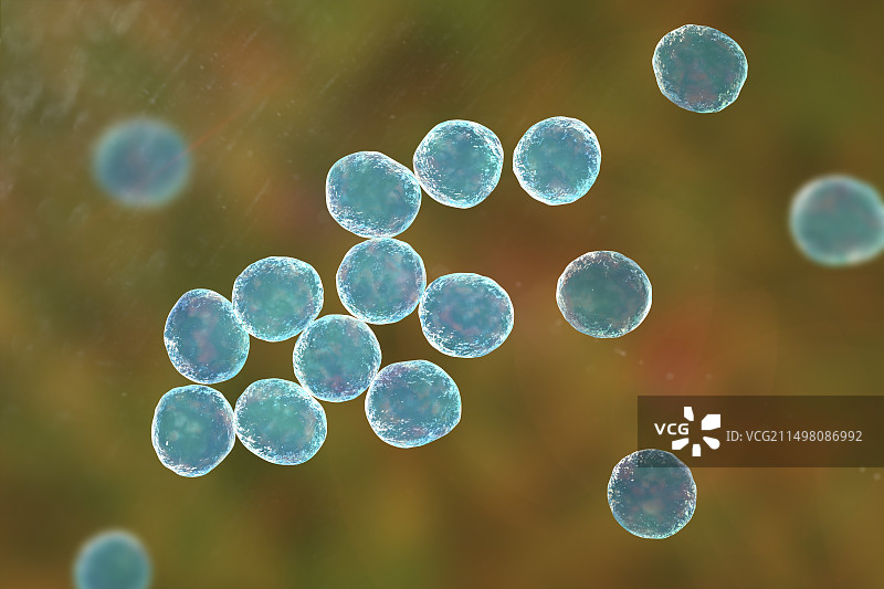 葡萄球菌细菌图图片素材