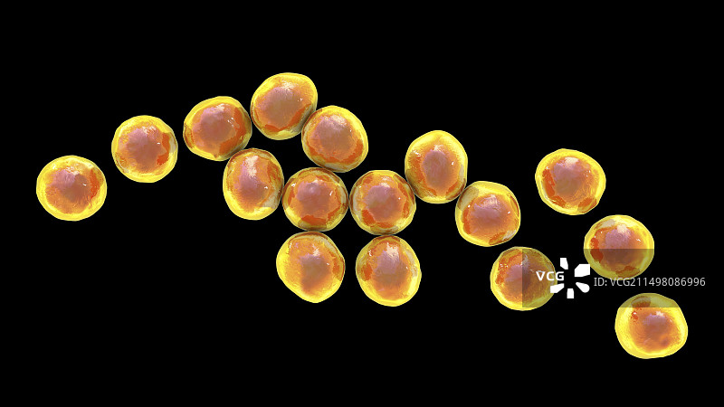 葡萄球菌细菌图图片素材