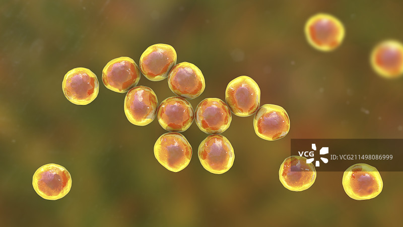 葡萄球菌细菌图图片素材