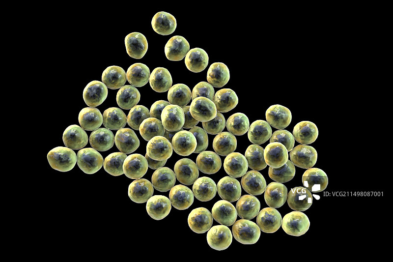 葡萄球菌细菌图图片素材