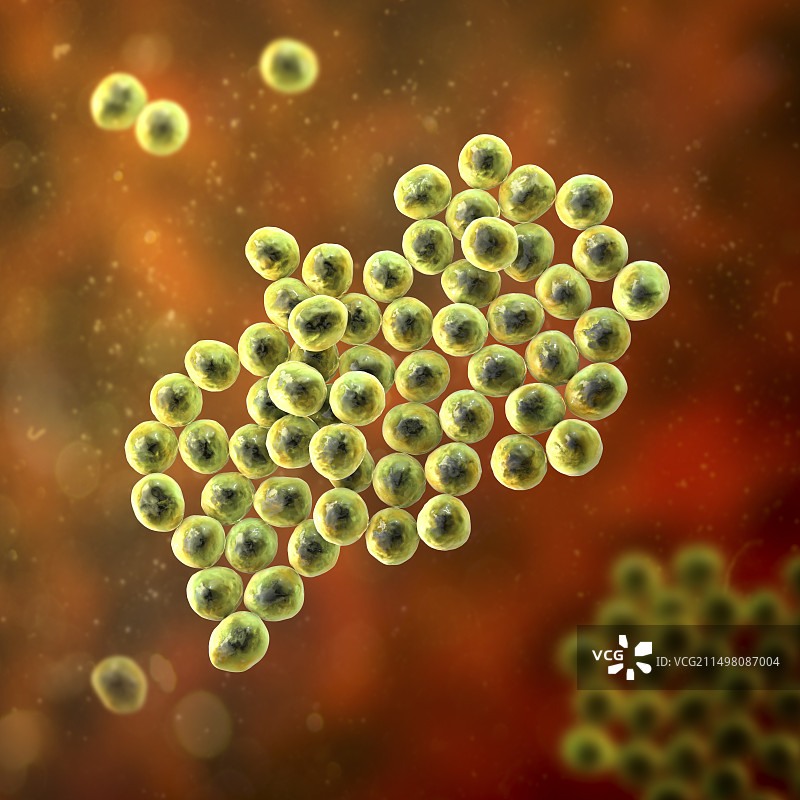 葡萄球菌细菌图图片素材