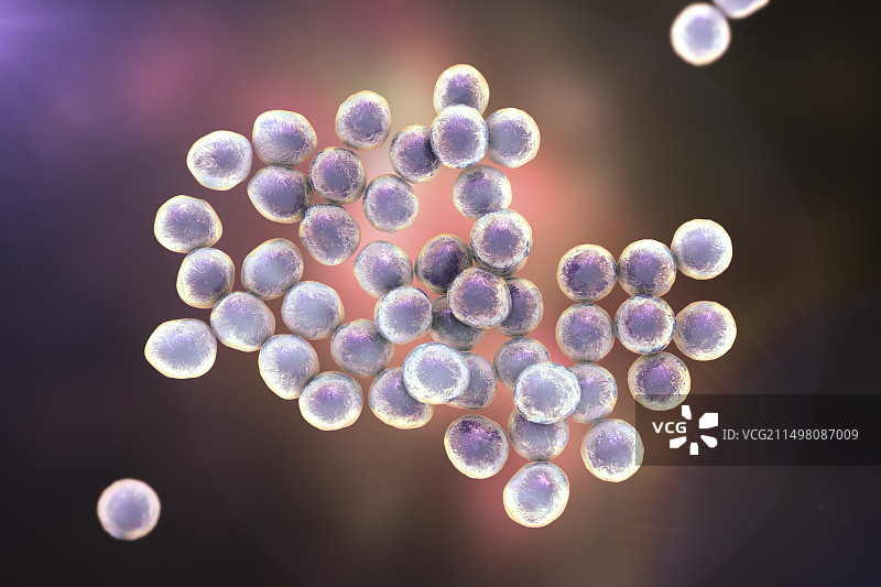 葡萄球菌细菌图图片素材