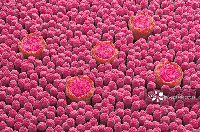 味蕾插画图片素材